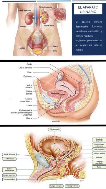 Eliminación urinaria Enfermeria Mi Pasión Oficial uDocz