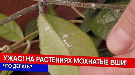 Ужас! На растениях мохнатые вши! Что делать? - YouTube