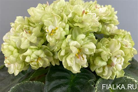 кнн норвежская лилия детка