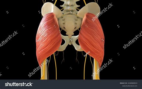 Gluteus Maximus Muscle Anatomy Medical Concept Stock Illustration ...