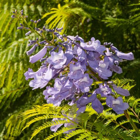 Jacaranda Mimosifolia Va De Árboles