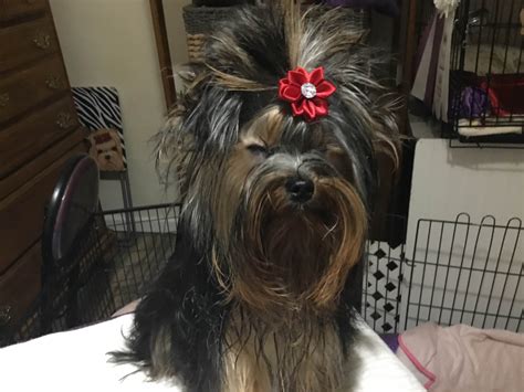 Yorkshire Terrier (Yorkie) Puppies For Sale In Missouri