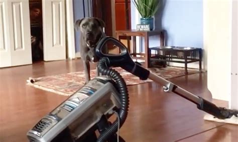dog  scared   vacuum cleaner  linwood morales blog