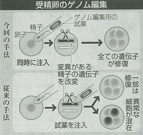 受精卵のゲノム編集 吉村やすのり 生命の環境研究所