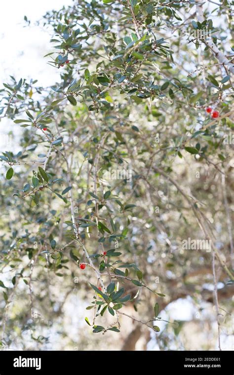 Ilex Vomitoria Pendula Weeping Yaupon Holly Stock Photo Alamy