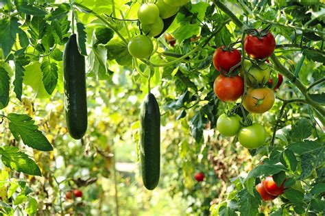 Fruits And Vegetables You Can Grow Vertically Mini Garden Spaces