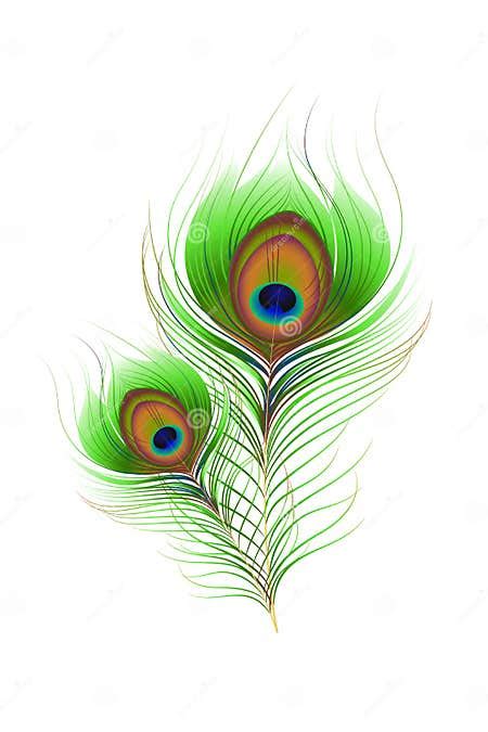 Colorful Peacock Feather Stock Vector Illustration Of Creativity