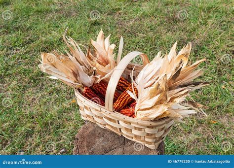 Some Corncob In A Basket Recently Harvested Stock Photo Image Of