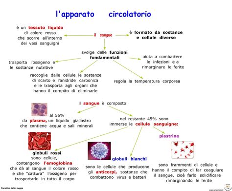 Paradiso Delle Mappe L Apparato Circolatorio Il Sangue