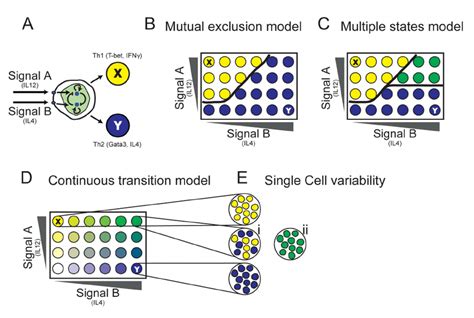 Understanding The Logic Of Cell Fate Decisions By Studying Response To