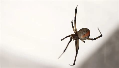 Fun Redback Spider Facts For Kids | Kidadl