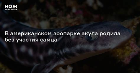 В американском зоопарке акула родила без участия самца — Нож