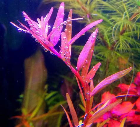 Все о Ротале Хра от профессионалов: содержание в аквариуме фото-видео обзор