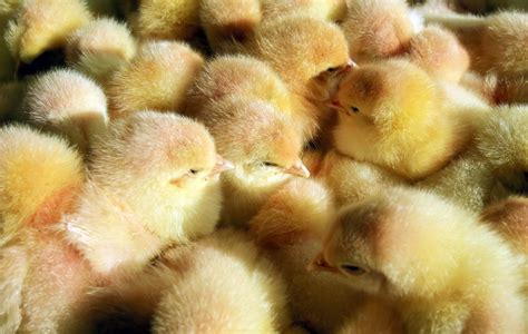 ANIMAUX Élevage pourquoi les poussins mâles sont tués en masse