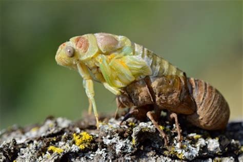 Cicadas Life Cycle / Trillions Of Cicadas Coming After 17 Years Underground : Apparently because ...