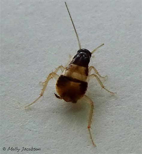 Brown Banded Cockroach Nymph Supella Longipalpa Bugguidenet