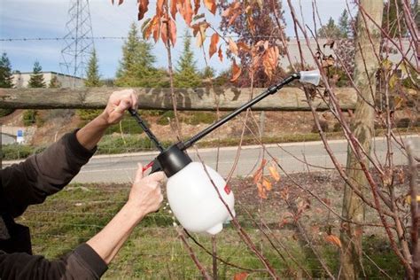 Spraying Fruit Trees—more Details On Dormant Sprays Fruit Trees