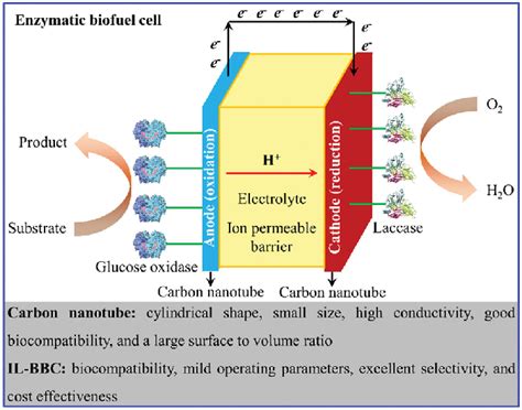 Schematic Diagram Of Enzymatic Biofuel Cell Involving Laccase And Download Scientific Diagram