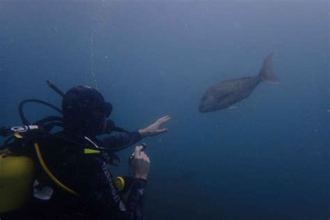 Leigh Goat Island Guided Diving Tour For Certified Diver In Auckland