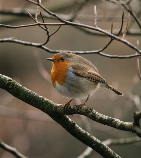 bird standing  branch  stock photo