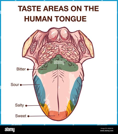 Taste buds human tongue hi-res stock photography and images - Alamy
