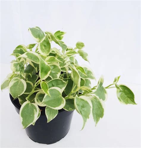 Peperomia Scandens Variegata, Furniture & Home Living, Gardening ...