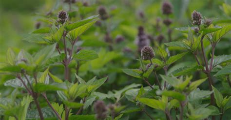 Kruiden & Specerijen: Black Mitcham peppermint