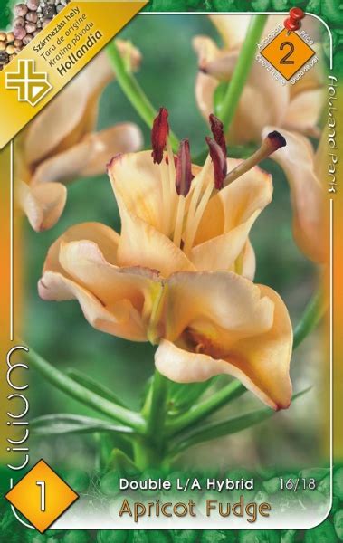 Lilium Apricot Fudge / Liliom teltvirágú - Landart Webáruház