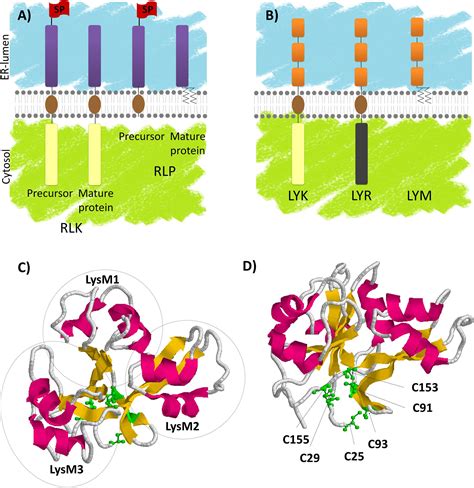 Frontiers LysM Receptor Like Kinase And LysM Receptor Like Protein