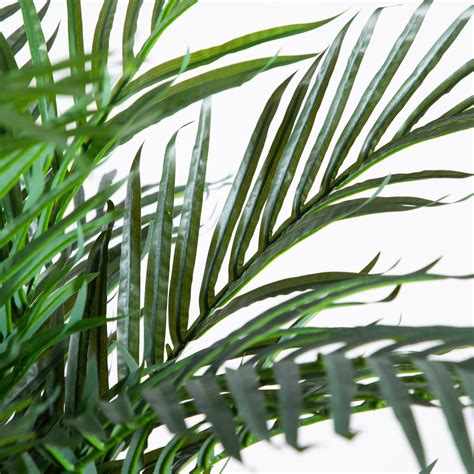 robellini palm tree 2