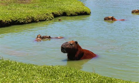 Capybara ที่ตั้ง Capybaras อาศัยอยู่ที่ไหน Newagepitbulls