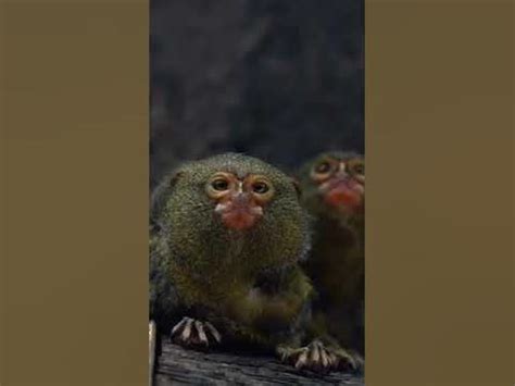 МаленьКие ГлаЗаСтики👀🐒🔥🤣Little Eyes👀🐒🔥🤣👍 - YouTube