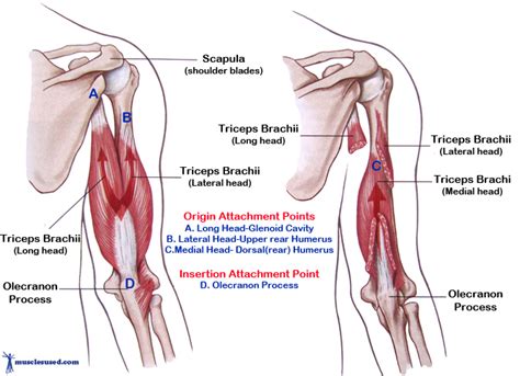 Triceps Brachii Muscles - the muscles used to straighten your arm