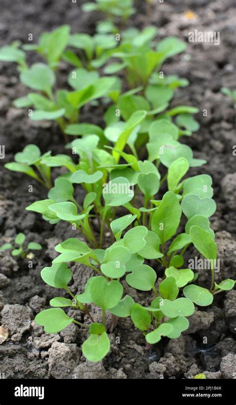 Cultivation Of Rucola Hi Res Stock Photography And Images Alamy