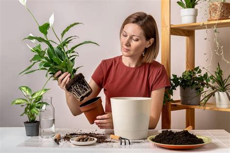 Mulher Replantando Uma Planta Spathiphyllum Em Um Novo Vaso De Flores