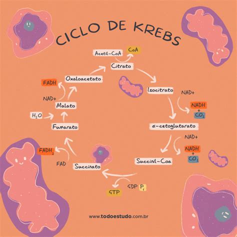 Ciclo De Krebs Mapa Mental Amoci Images Theme Loader Porn Sex Picture