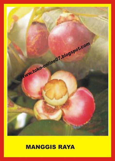 Buah Manggis Toko Online Pratama