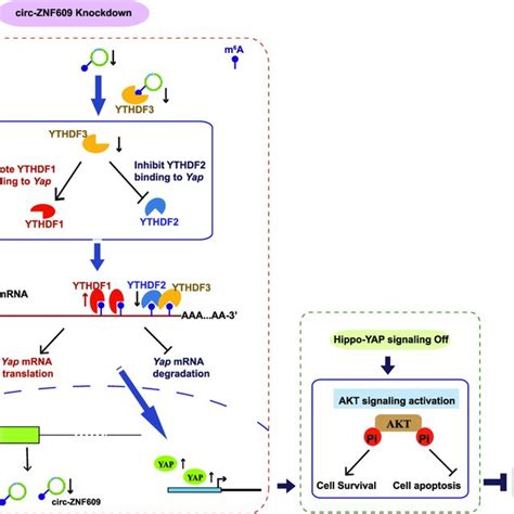 Schematic For Our Proposed Mechanism Of Circ ZNF609 In Regulating Heart