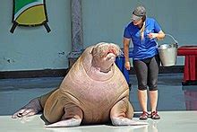 Walrus - Wikipedia