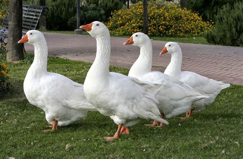 Australia Farm: Practical Tips For Farming Geese