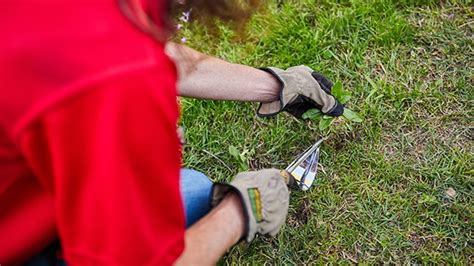 The bunnings narrabeen garden trick that experts use daily 11