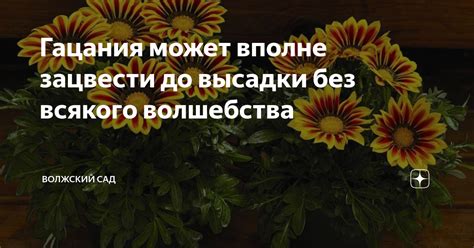 Гацания может вполне зацвести до высадки без всякого волшебства ...