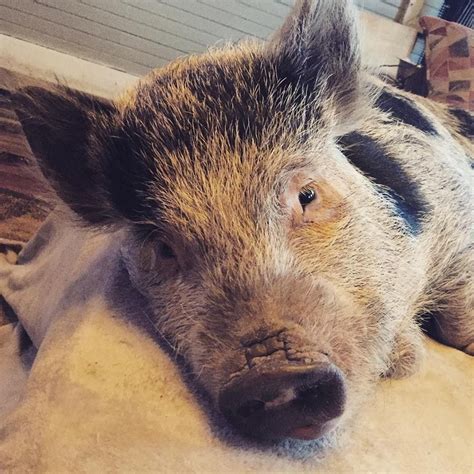 Full Grown Mini Pot Belly Pig