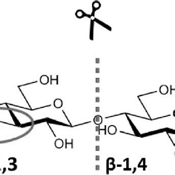 4 Molecular Model Of Endo 1 4 Beta Glucanase From Humicola Insolens