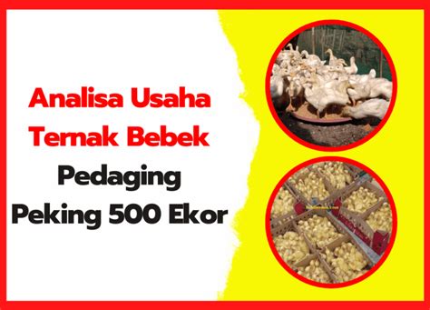 Analisa Usaha Ternak Bebek Pedaging Peking 500 Ekor