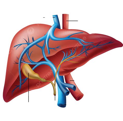 Human Liver Anatomy Right Hepatic Duct Vertebrates Detoxification