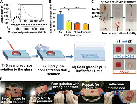 HA Cat NCSN Hydrogels Demonstrate Instant In Situ Gelation On Glass And