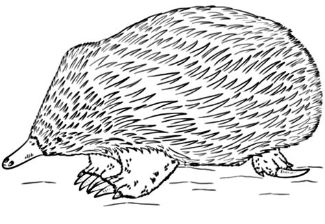 Рисунок ехидна (46 фото)