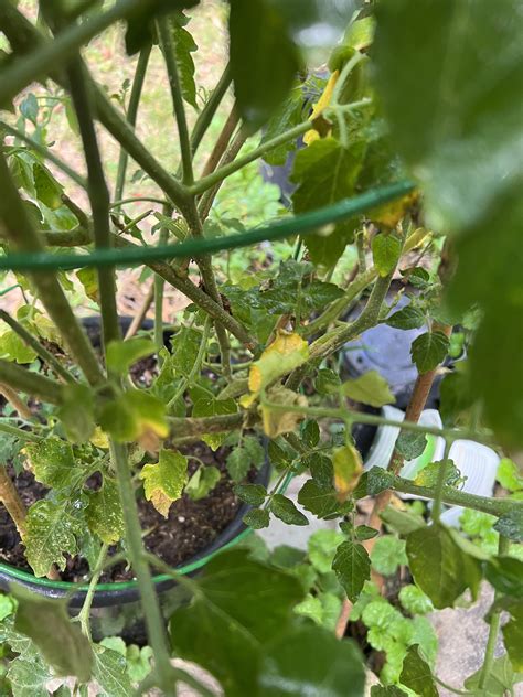 Tomato Leaves Yellowing : r/gardening