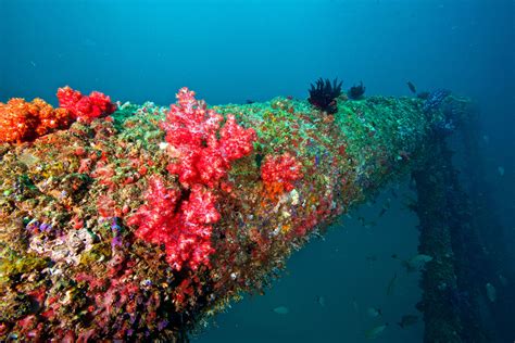 How Oil Rigs Can Save Coral Reefs Wired Uk